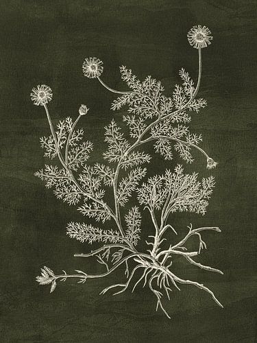 Chamomile - Green