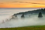 Bomen in de zee van mist van Markus Lange thumbnail