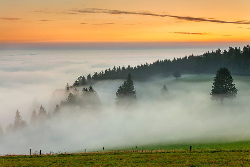 Bomen in de zee van mist van Markus Lange