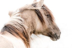 Porträt eines Konik-Pferdes im Wind