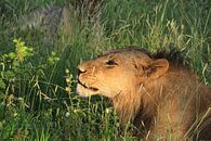 Romantische afrikaanse leeuw ruikt aan bloem van Bobsphotography thumbnail