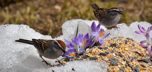 Des bruants au jardin  au printemps