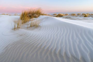 Gel dans les dunes d'Ameland sur Anja Brouwer Fotografie