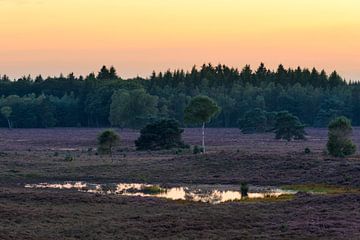 Bloeiende heideplanten in een natuurgebied tijdens zonsondergang van Sjoerd van der Wal