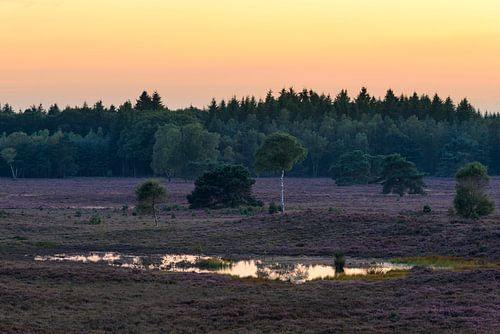 Bloeiende heideplanten in een natuurgebied tijdens zonsondergang