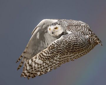 Owl in flight by Patrick van Bakkum