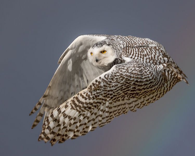 Eule im Flug von Patrick van Bakkum