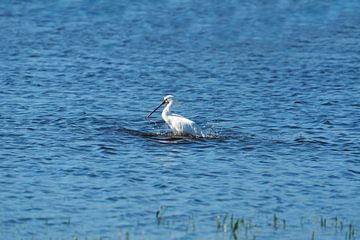 The spoonbill preens and cleans its plumage by Mark Koolen