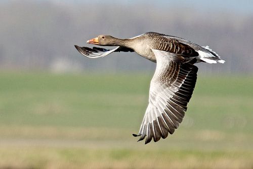 Vlucht van de Grauwe Gans