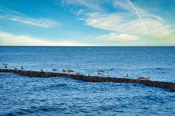 Möwen auf einer Buhne an der Ostsee. von Martin Köbsch