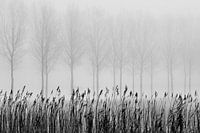 Bäume im Nebel