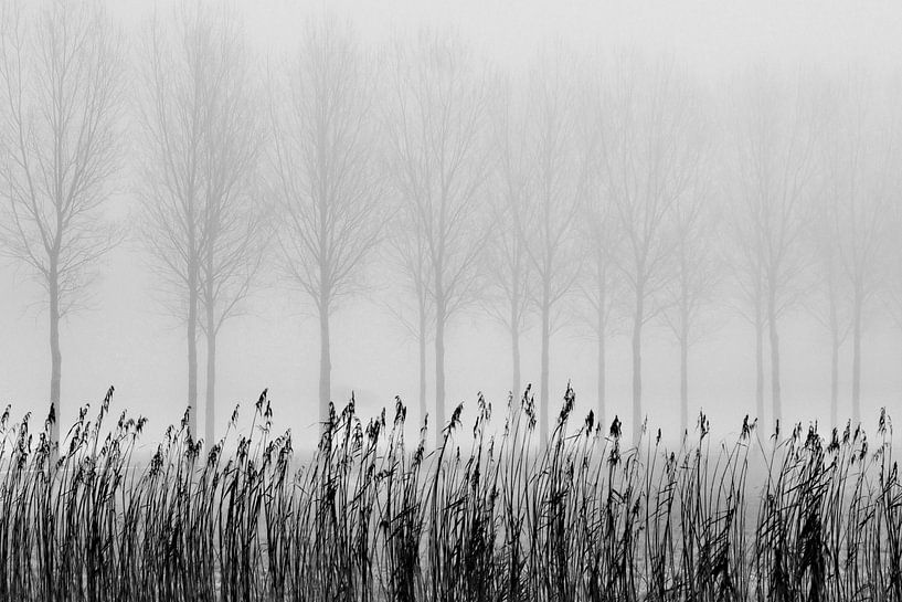 Bäume im Nebel von Paul Arentsen