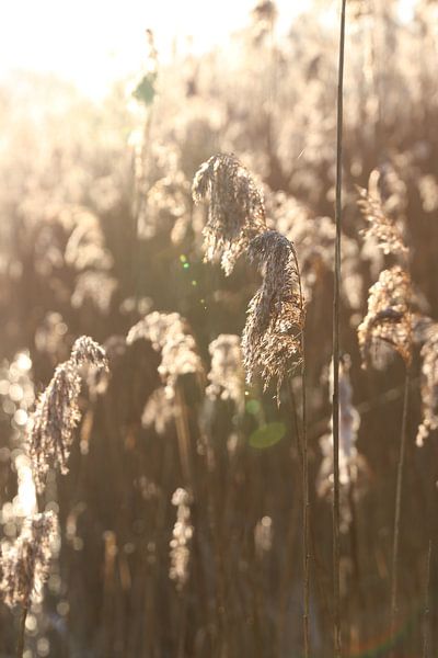 Winter landscape by Anthea van den Berg