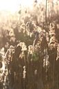 Winter landscape by Anthea van den Berg thumbnail