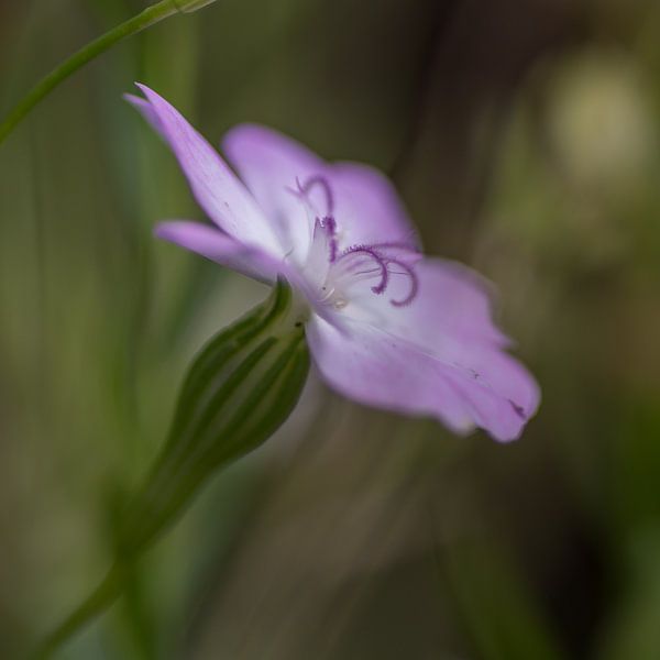 Lila Blume von Richard van der Zwan