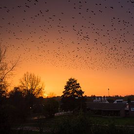 Birds van rob veldman