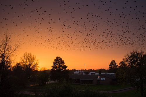 Birds