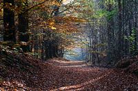 Herfstbos