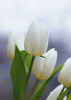 Tulpen Wit
