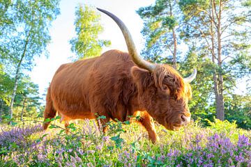 Highland cattle in a sunset in a heather landscape