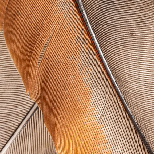 Vierkant met het lijnenspel van een veer