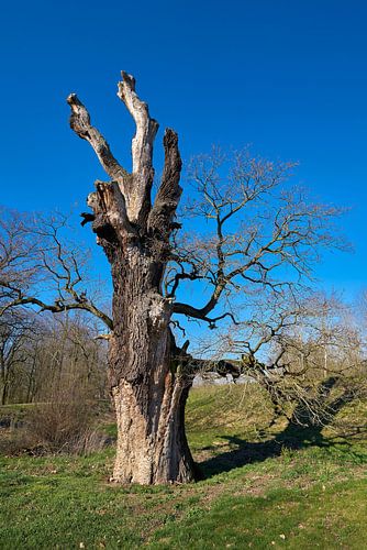 Reuzenboom in park Herrenkrug bij Maagdenburg