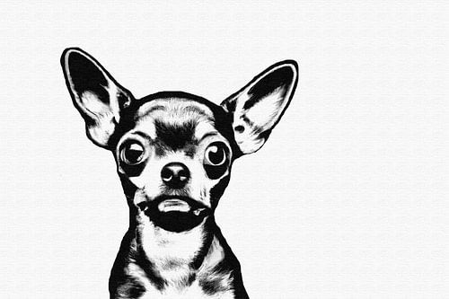 Zwart wit bad boy chihuahua portret