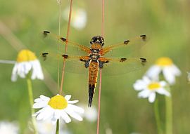 Four-spot by Matthias Brix