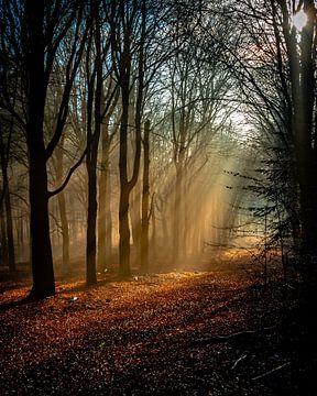 Forest Lightbeam van Stefan Bauwens Photography