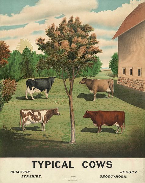 Vaches typiques par Vintage Afbeeldingen