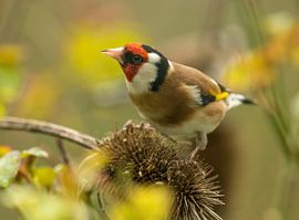 Putter op kaardebol van Harry Punter