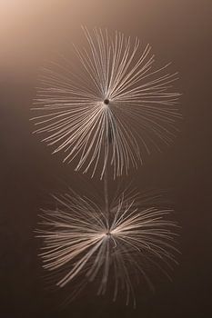 Lijnenspel in het licht: Een pluisje