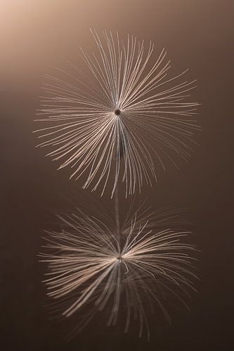 Lijnenspel in het licht: Een pluisje