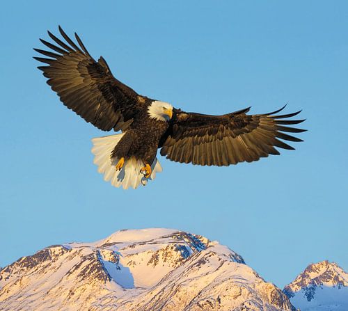 Weißkopfseeadler über den Bergen von Harry Eggens