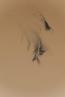 Shadow