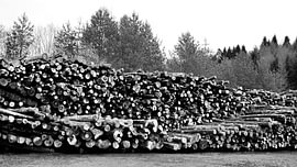 Opgestapelde boomstammen aan de rand van het bos van Acharya Fotografie