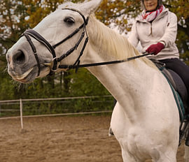 Training with the white horse on a riding arena in autumn