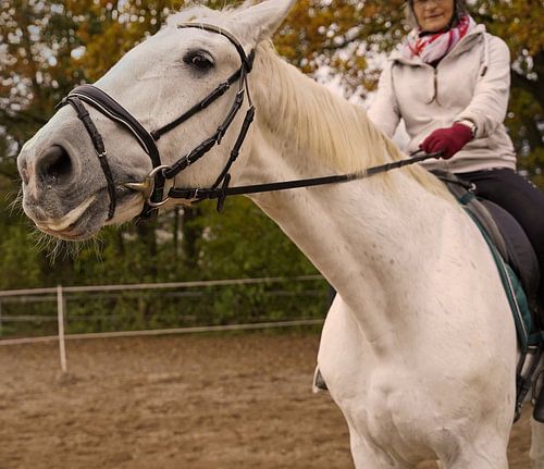 Training met het witte paard op een rijbak in de herfst