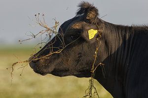 Een geel beflapte dame met weidekrans sur Remco de Vries