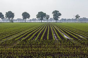 Jeunes plants de maïs
