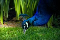 Des pics de paon dans l'herbe