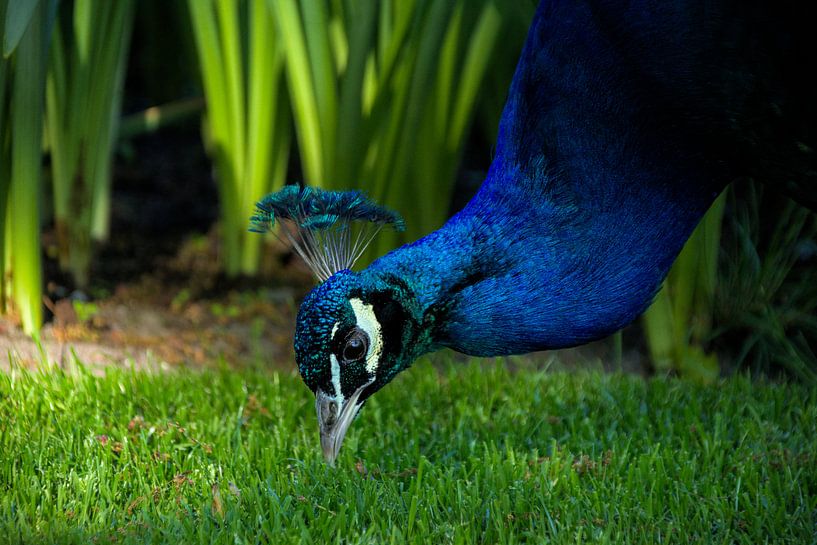 Peacock picks in the grass by Hannon Queiroz