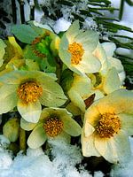 Christmas roses in the snow