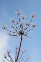 hogweed frost