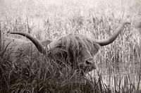 Cooling down on a hot summer day in Drenthe