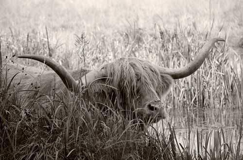 Verkoeling op een warme zomerdag in Drenthe