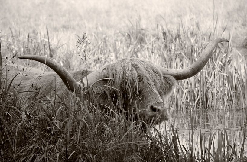 Cooling down on a hot summer day in Drenthe by Hans Grobben
