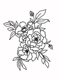 Illustration au trait de roses sur KPstudio