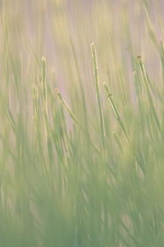 Gras by Robert Wiggers