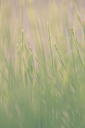 Gras
